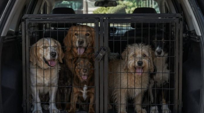 Condenados por cruel transportación de perros en Mérida