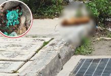 Reportan presunto envenenamiento de perritos y gatito en Juan Pablo