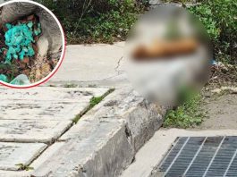 Reportan presunto envenenamiento de perritos y gatito en Juan Pablo