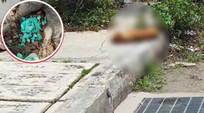 Reportan presunto envenenamiento de perritos y gatito en Juan Pablo