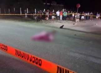 Mueren atropellados al tratar de cruzar carretera en Quintana Roo