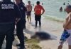 Hallan tortuga muerta en playa de Progreso