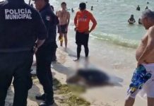 Hallan tortuga muerta en playa de Progreso