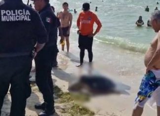 Hallan tortuga muerta en playa de Progreso
