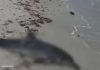 Hallan delfín muerto en playa de Progreso