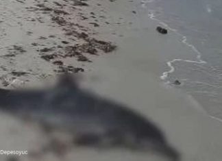 Hallan delfín muerto en playa de Progreso