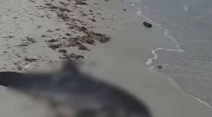 Hallan delfín muerto en playa de Progreso
