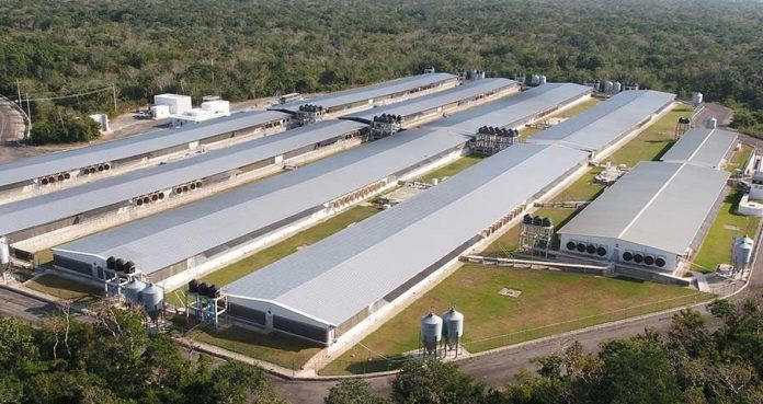 Industria porcícola de Yucatán refrenda compromiso con el cuidado del agua